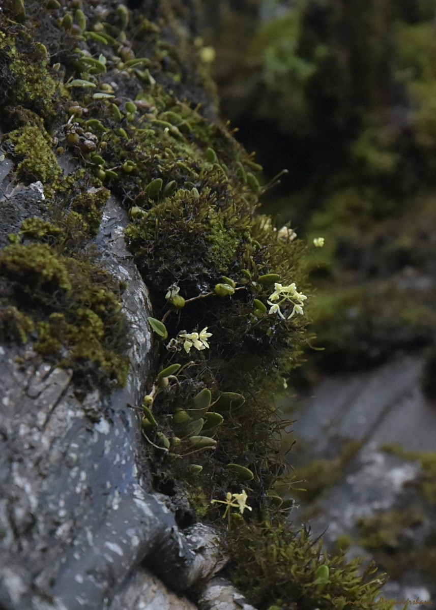 Bulbophyllum trimenii (Hook.f.) J.J.Sm.